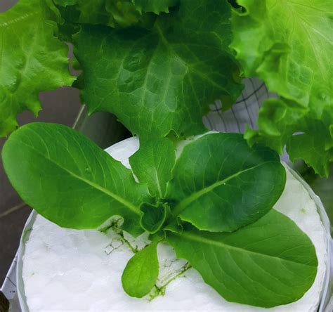 EDIBLE GARDEN LANDSCAPE: BABY GEM LETTUCE IN HYDROPONICS MALAYSIA HOT ...