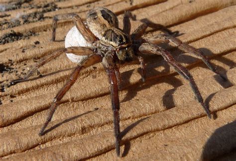 Rabid Wolf Spider (Arachnids of Ohio) · iNaturalist