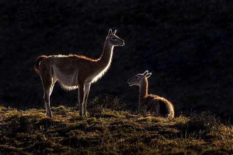 Restoring the Guanaco’s Habitat in Patagonia National Park - Fundación ...