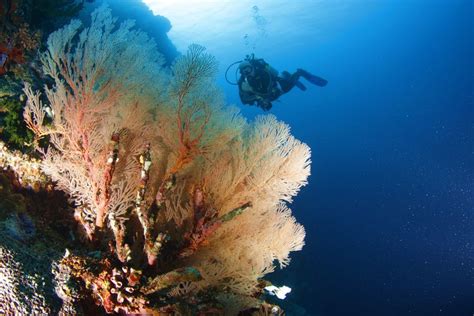 Moalboal Dive Spots - Savedra Dive Center