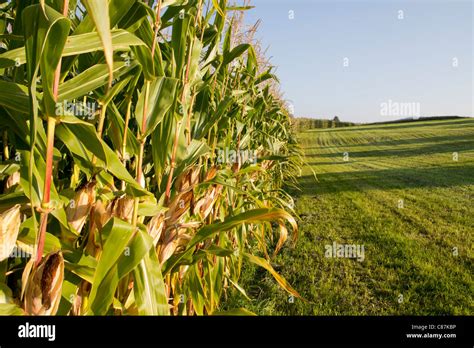 Harvest- time, ripe corn field Stock Photo - Alamy