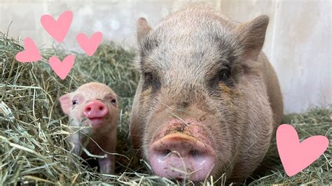 Rescued Mama Pig & Baby Piglet Talking to Each Other - YouTube