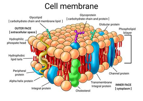 Cell Membrane Drawing