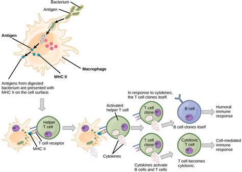 11.8C: Cell-Mediated Immunity - Biology LibreTexts