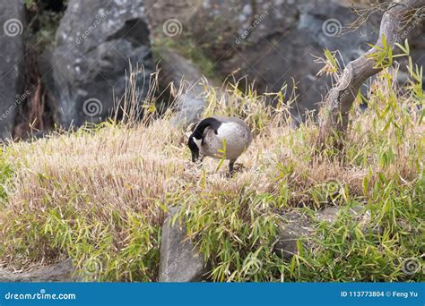 Canada goose nesting stock photo. Image of bird, nature - 113773804