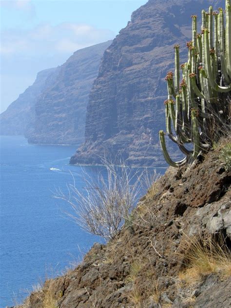 Flora y Fauna de las Islas Canarias: [Características y Ejemplos]