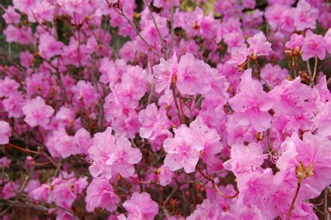 File:Korean Rhododendron Rhododendron mucronulatum 'Wheeldon Pink ...