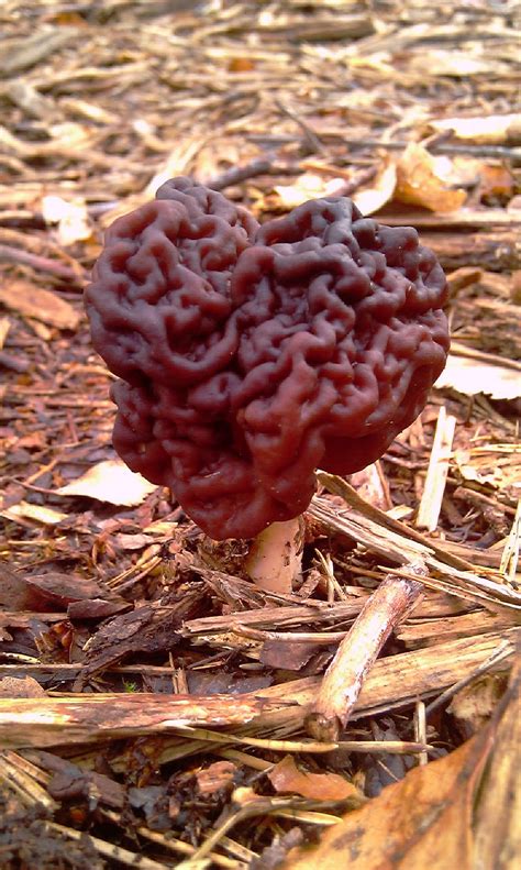 Top 15 False Morel Mushrooms Of All Time – Easy Recipes To Make at Home