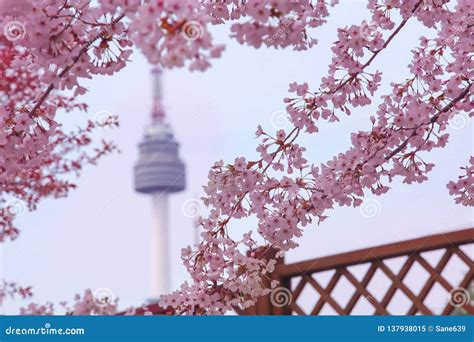 Beautiful Flowers Cherry Blossom In Spring And Namsan Seoul Tower Stock ...