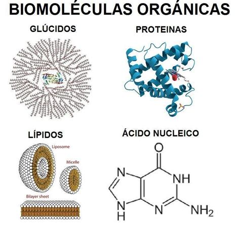 ¿ cuales son las biomoleculas organicas ? - Brainly.lat