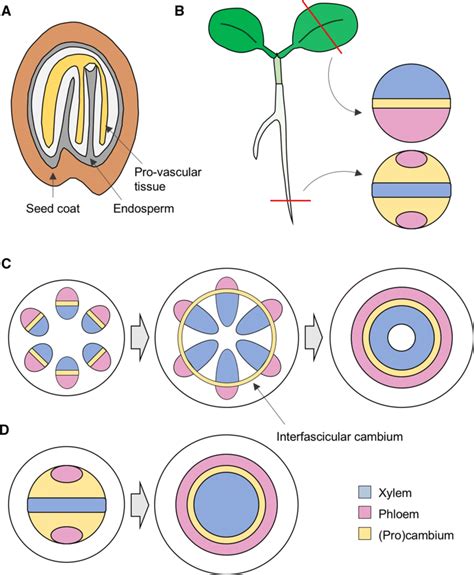 Plant Tissue Vascular