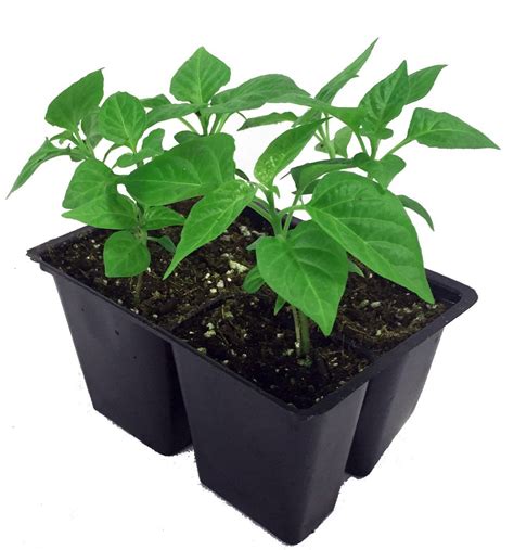 peppers edibles plants and seeds sold direct from the grower at Farmers ...