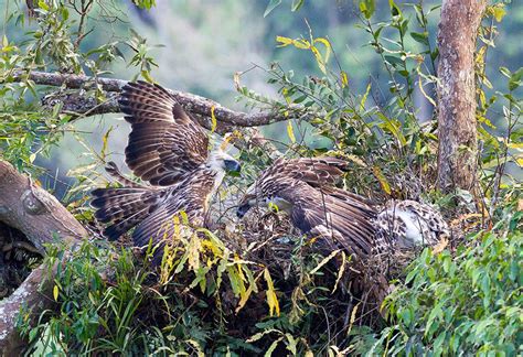 In the Aerie of the Philippine Eagle | All About Birds All About Birds