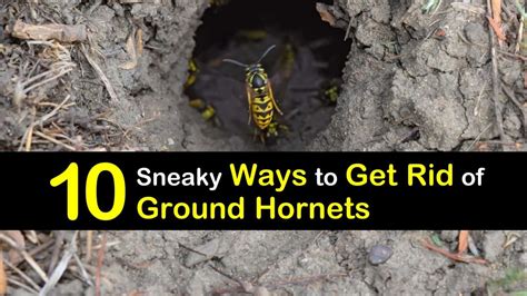 10 Sneaky Ways to Get Rid of Ground Hornets