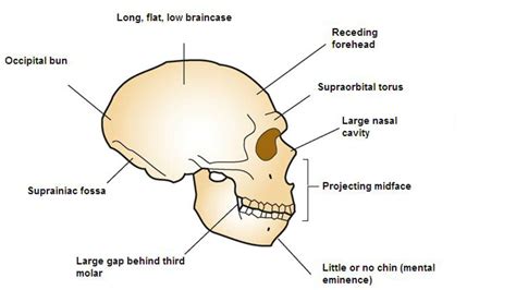 What did Neanderthals really look like?