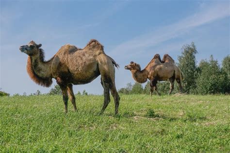 Bactrian Camel - The Animal Facts - Appearance, Diet, Habitat, Behavior