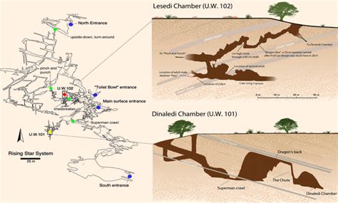 South African Cave System Yields Yet More Fossils of Homo naledi | Paleoanthropology | Sci-News.com