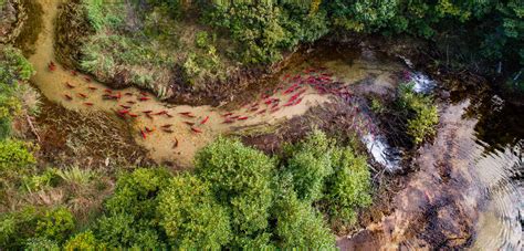 Can Wild Salmon and the Pebble Mine Coexist? | Hakai Magazine