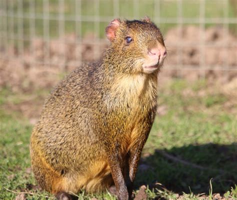 Agouti at Yorkshire Wildlife Park