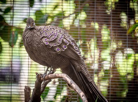 Grey Peacock Pheasant - ZooChat