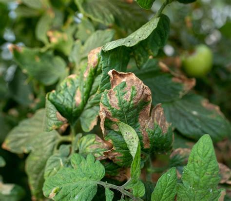 Tomato Blight Treatment & Identification - Roots and Refuge