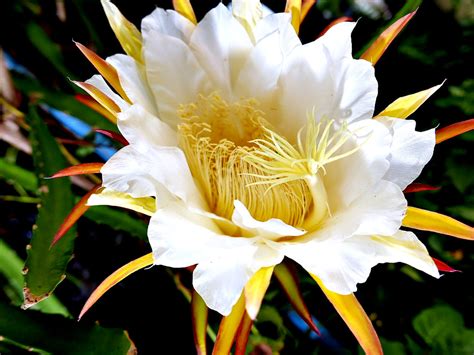 dragon fruit flower (day83) | during my early morning physic… | Flickr