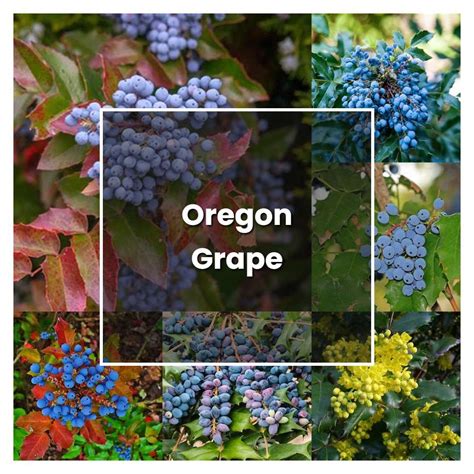 How to Grow Oregon Grape - Plant Care & Tips | NorwichGardener