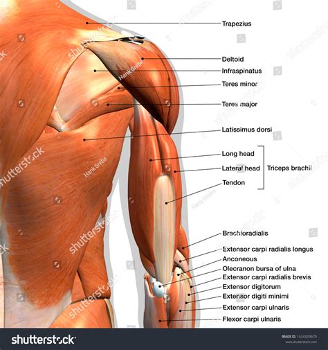 Shoulder Anatomy Nerves