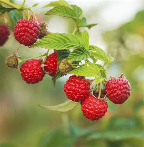 Thornless Varieties of Raspberries | eHow