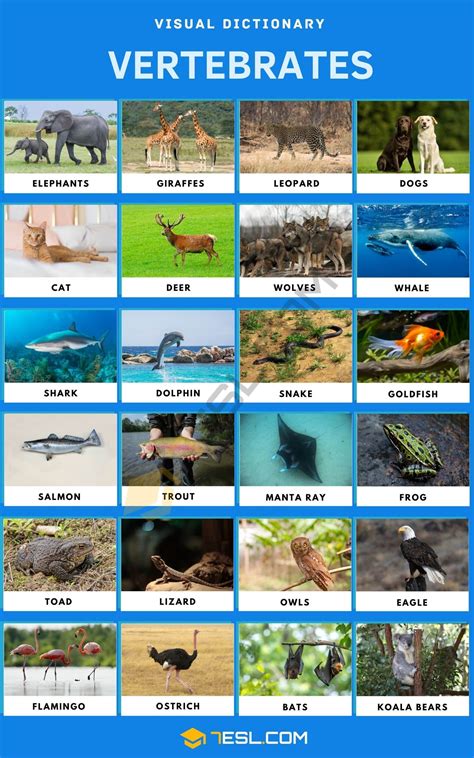 Vertebrates | List of Vertebrate Animals with Interesting Facts • 7ESL