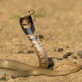 Mozambique Spitting Cobra Facts and Pictures | Reptile Fact