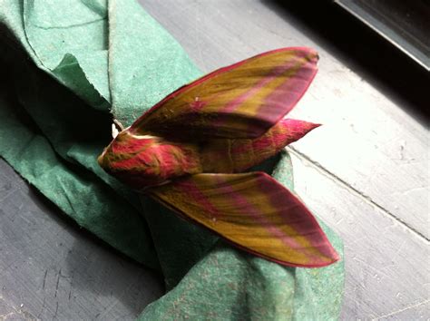 Elephant Hawk Moth having just emerged from its pupa. | Hawk moth, Moth ...