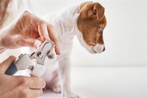 Krallenschneiden beim Hund in 4 Schritten - Tractive