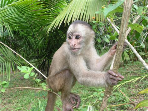 File:Amazon Monkey.jpg - Wikimedia Commons