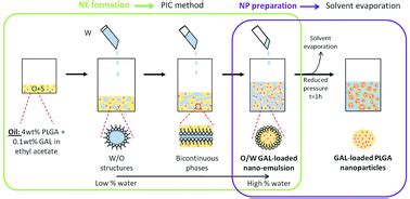 Galantamine-loaded PLGA nanoparticles, from nano-emulsion templating, as novel advanced drug ...