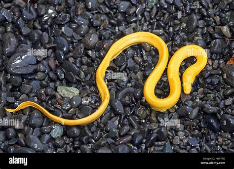 yellow-bellied sea snake, pelagic sea snake (Pelamis platurus), on wet pebbles on the beach ...