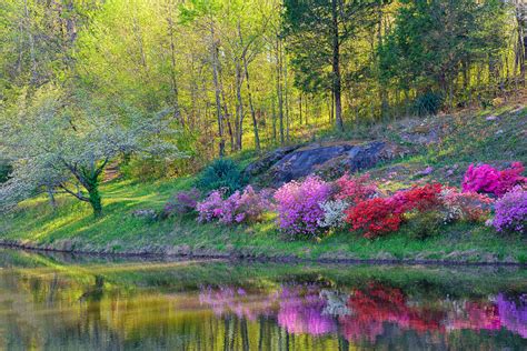 DeHart Botanical Gardens | Azalea & Dogwood | Jim Liestman | Flickr