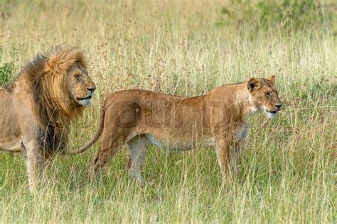 Lion in National park of Kenya | Stock image | Colourbox