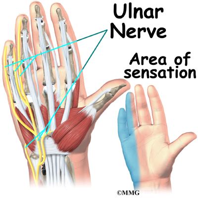 Hand Anatomy - eOrthopod.com