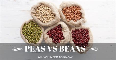 The difference between peas vs beans - All you need to know (Apr.2017) | Beans, Peas, Winter plants