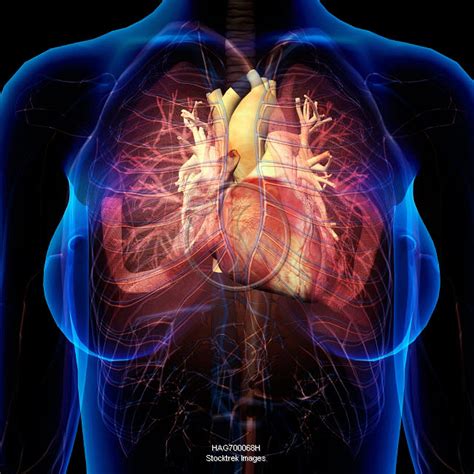 Female chest with heart and bronchial tubes, x-ray style. | Stocktrek Images