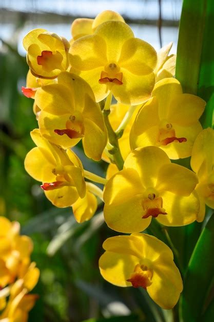 Premium Photo | Beautiful orchid flowers in thailand.