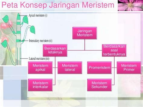 Struktur & Jaringan Pada Tumbuhan (Jaringan Meristem)