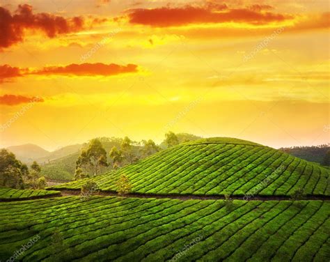 Tea plantation in Munnar Stock Photo by ©byheaven 10329949