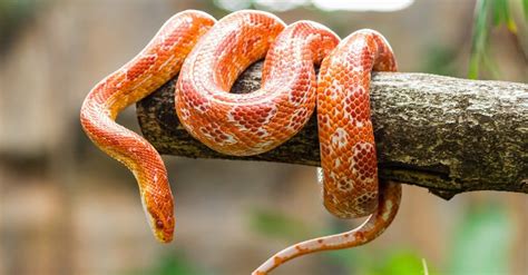 10 of the Most Common (and Non-Venomous) Snakes In Florida - AZ Animals