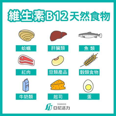 什麼是維他命B12？懷孕B12食物推薦，告訴你B12功效、何時吃、過量副作用！ - 亞尼活力