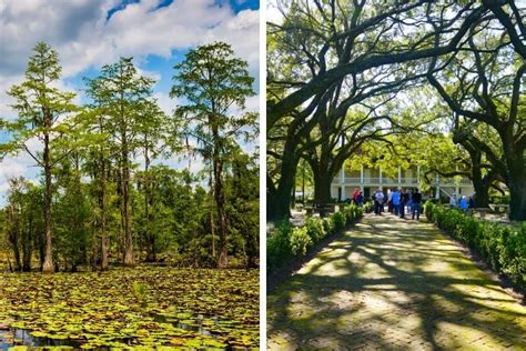 16 Best New Orleans Swamp Tours - TourScanner