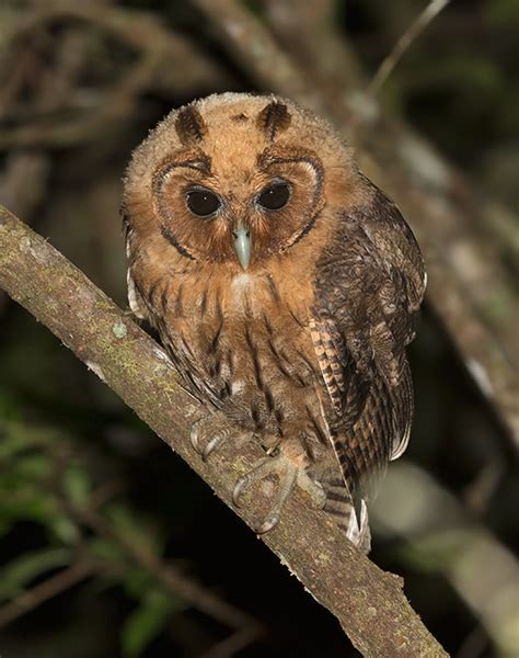 Lost in BIrding: The Land of Wood, Water...and Owls! (JAMAICA) 21st March