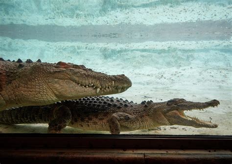 Where Does the St. Augustine Alligator Farm Get Its Animals? - All-American Adventure Guide