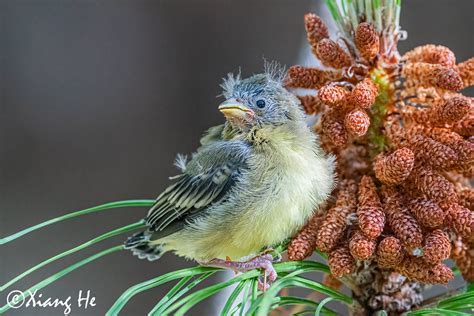 Baby Lesser GoldFinch? | ID Help, Please. | Xiang He | Flickr